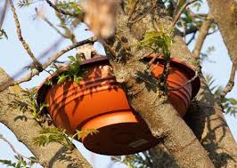 Nistkasten Fur Eulen Und Greifvogel Eulen Und Greifvogelstation Haringsee Nistkasten Vogel Im Garten Nistkasten Selber Bauen