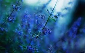 Flowers Nature Depth Of Field Sunlight Blurred Blue Flowers Wallpapers Hd Desktop And Mobile Backgrounds We have a massive amount of desktop and mobile backgrounds. flowers nature depth of field