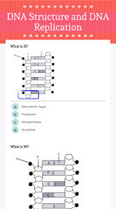 Each strand of dna acts as a template for synthesis of a new, complementary strand. Dna Structure And Dna Replication Interactive Worksheet By Carly Lide Wizer Me