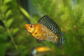 Molly fish intro and info types of molly fish molly fish tank size Mollies Freshwater Petguide