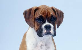 Check spelling or type a new query. Boxers Burke S Backyard