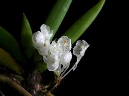 Image result for Podangis