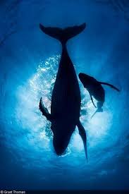 Top Of My Bucketlist Swim With The Whales 3 Gorbatyj Kit Zhivotnye Pejzazhi