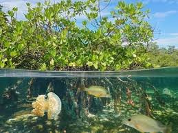 Photographic Print Mangrove Above And Below Water Surface Half And Half With Fish And A Jellyfish Underwater Caribb By Damse Underwater Mangrove Sea Plants