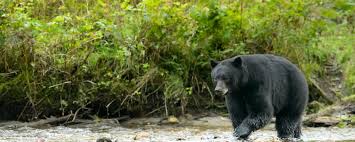 I am carrying 15 lbs of food with a bear canister as well (rmnp). American Black Bear International Association For Bear Research And Management
