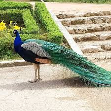 Sabatini Gardens Madrid Spain Pretty Animals Animal Planet History Geek