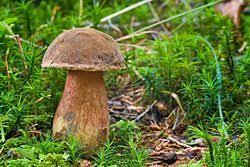 Pilze Sammeln Maronen Steinpilze Und Co Pilze Sammeln Essbare Pilze Pilze Zuchten