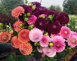 Tried True Favorite Dahlia Varieties Flourish Flower Farm Flower Farm Flower Lover Purple Dahlia