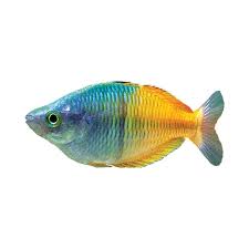 Ikan hias tawar cupang big ear. Jual Produk Ikan Hias Air Tawar Bosemani Rainbow 1 75 Sikumis