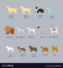 Side View Vector Illustration Download A Free Preview Or High Quality Adobe Illustrator Ai Eps Pdf An Dog Breeds Medium Dog Breeds Medium Sized Dogs Breeds