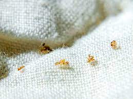 539 x 560 jpeg 48 кб. Pubic Lice Crabs Symptoms Risk Factors And Treatment