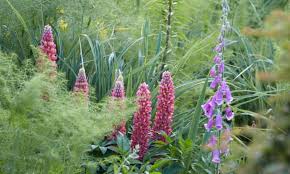 Henbit, purple deadnettle or wild violets. Gardens Weeds To Love And Loathe Gardens The Guardian