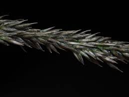 Image result for Sporobolus africanus