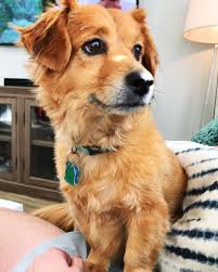 Golden retriever im tierheim suchen ein zuhause. Fakten Zum Dackel Golden Retriever Mix Hunde Zentrale