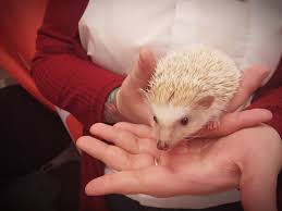 Ёж в сексшопе. | Пикабу