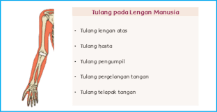 Ketika fungsi tulang telapak kaki terganggu karena kondisi tertentu, bukan tidak mungkin mobilitas serta kesehatan tubuh secara keseluruhan juga akan terganggu. Kunci Jawaban Nama Tulang Lengan Dan Fungsinya Mata Pelajaran