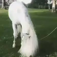 الم شه ر On Twitter فلت شعرها وأقبل الحسن يختال Horses Cute Horses Funny Horses