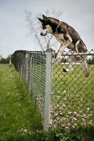About press copyright contact us creators advertise developers terms privacy policy & safety how youtube works test new features press copyright contact us creators. 8 Ways To Stop Your Dog From Jumping The Fence Canine Weekly