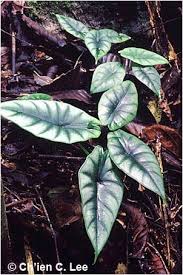 Alocasia Reversa Sarawak Malaysia A Small Species Growing Only In The Limestone Areas Of Southern Sarawak Inside Plants Different Plants Foliage Plants