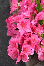 United states of america, state of michigan, wayne county, dearborn. Get Renee Michelle Azalea In Mi At English Gardens Nurseries Serving Clinton Township Dearborn Heights Eastpointe Royal Oak West Bloomfield And The Plymouth Ann Arbor Michigan Areas