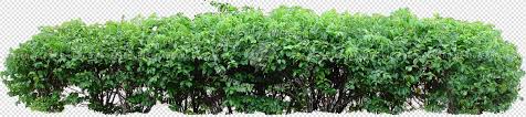Packs Cut Out Vegetation Shrubs Cut Out Shrubs Hedges Pack 4 00023 Find & download free graphic resources for green hedge. cut out shrubs hedges pack 4 00023