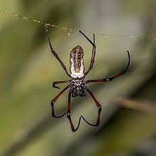The zigzag appeared couple days after i spotted her. Nephila Wikipedia