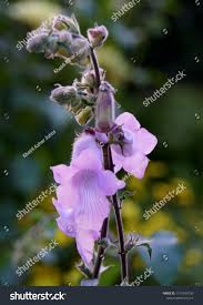 Image result for Ceratotheca