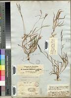 Image result for Digitaria appropinquata