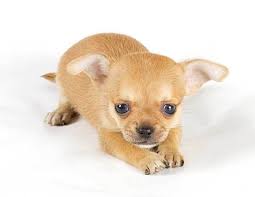 Chihuahua de bolsillo adulto en la palma de la. Everything You Need To Know About The Teacup Chihuahua