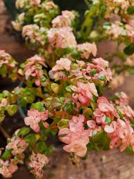 Image result for Pilea microphylla