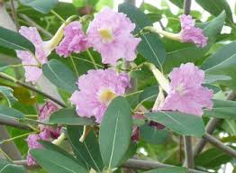 Image result for Tabebuia heterophylla