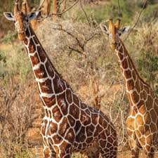 They can grow between 14 to 19 feet (4.3 to 5.8 meters) tall. How Can We Save Giraffes From Extinction The Atlantic