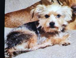 Lost & Found Pets of Springfield, MO