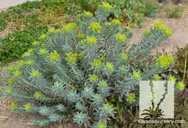 Image result for Euphorbia williamsonii