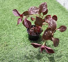 Image result for Iresine lindenii