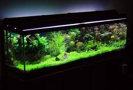 Betta Planted Aquariums Featured Article Betta Tank Mates With Images Fish Tank Plants Betta Tank Planted Betta Tank