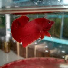 Habitat ikan cupang ialah berasal dari negara asia tenggara. Shopee Indonesia Jual Beli Di Ponsel Dan Online