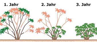 Als reaktion auf den beschnitt sprießen neue knospen, die. Rhododendron Schneiden So Wird S Gemacht Mein Schoner Garten