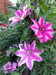 We did not find results for: How To Grow And Care For Clematis Vine A Complete Guide Florgeous