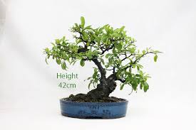 A flowering succulent with a bulbous base, that makes it look like a bonsai from the very beginning. 35 Latest Flowering Bonsai Trees Uk Pink Wool