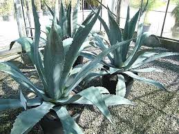 Image result for Lannea virgata