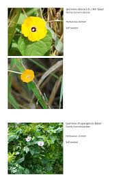 Image result for Ipomoea shupangensis