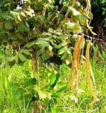Image result for Bulbophyllum unifoliatum