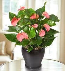 Pink Hearts Anthurium From 1 800 Flowers Com 18998 Anthurium Plant Plant Care Houseplant Plants