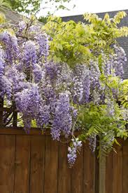The wisteria is a strong, fast growing deciduous vine with alternating compound leaves. Texas Purple Japanese Wisteria