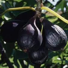 What kind of tree produces fruit that looks like blackberries? Negronne Fig Tree One Green World Fig Tree Fig Tree Plant Black Fruit