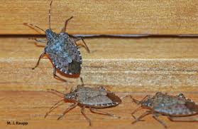 Search for photos of mycosis fungoides that are great for you! Stinky Exodus Underway Brown Marmorated Stink Bug I Halyomorpha Halys I Bug Of The Week