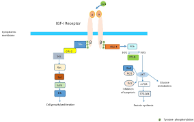 Check spelling or type a new query. Cells Free Full Text Lessons Learned From Targeting Igf I Receptor In Thyroid Associated Ophthalmopathy Html