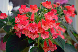 Image result for Kohleria
