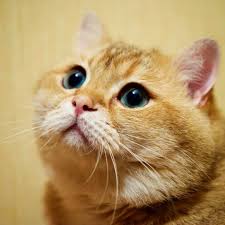 All Woke Up Monday Weeklyfluff Hosico Cute Beautiful Cat Pet Catsofinstagram Cats Kitty Kitten Pretty Cats Cute Cats And Kittens Cats And Kittens